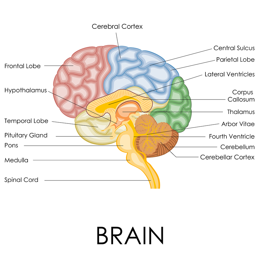 Human Brain Anatomy