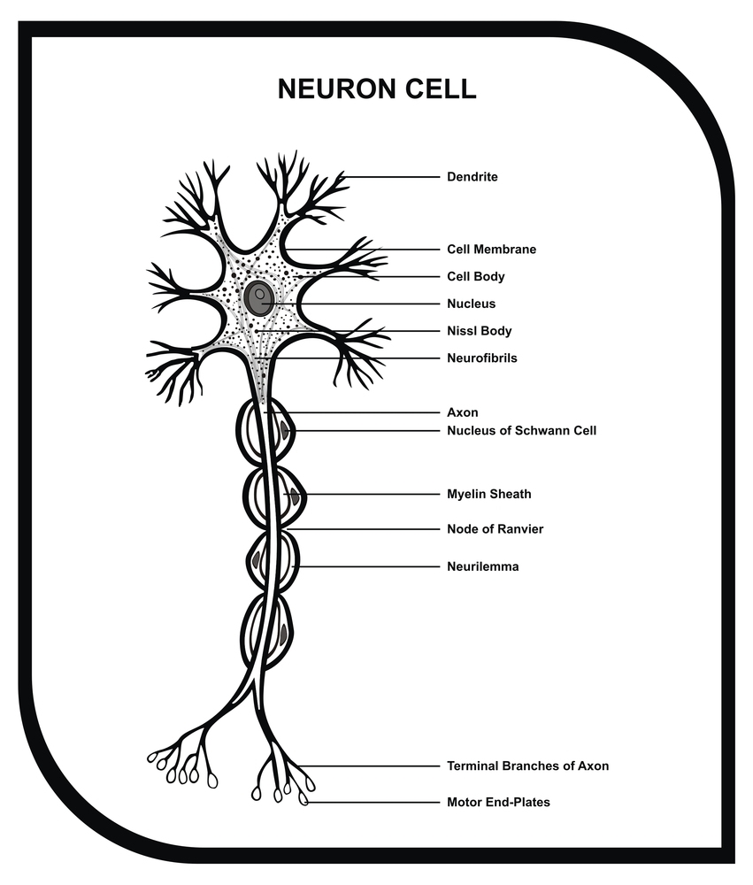 VECTOR - Human Neuron Cell - Including Cell Parts ( dendrite, nu